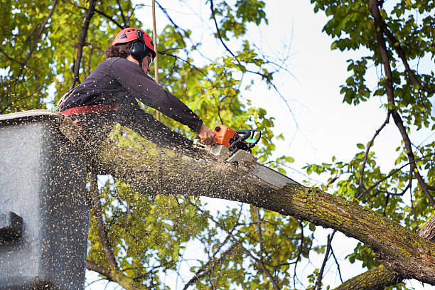 Best Tree Disease Treatment  in Maroa, IL